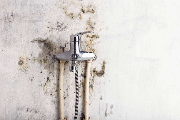 Best Home Mold Removal  in Templeton, CA