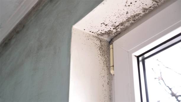 Best Attic Mold Removal  in Templeton, CA