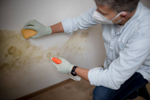 Best Mold Remediation  in Templeton, CA