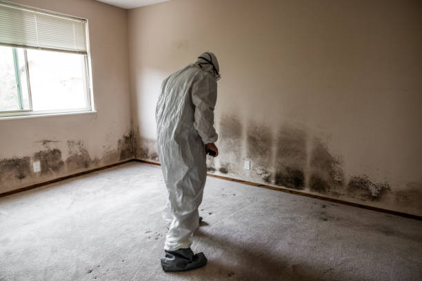Best Attic Mold Removal  in Templeton, CA