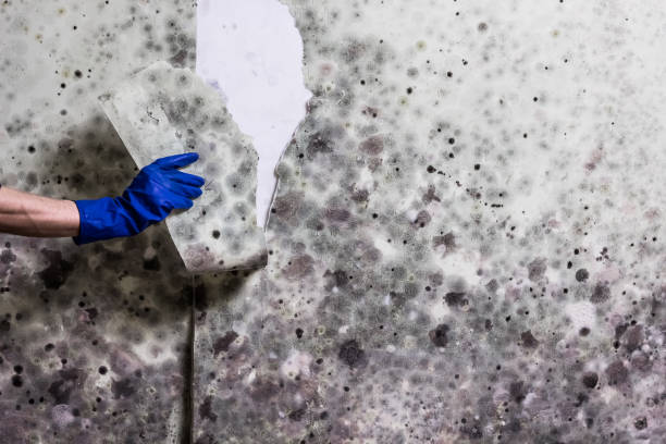 Best Commercial Mold Removal  in Templeton, CA