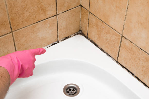 Best Home Mold Removal  in Templeton, CA