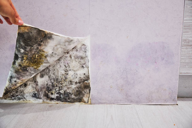 Best Residential Mold Removal  in Templeton, CA